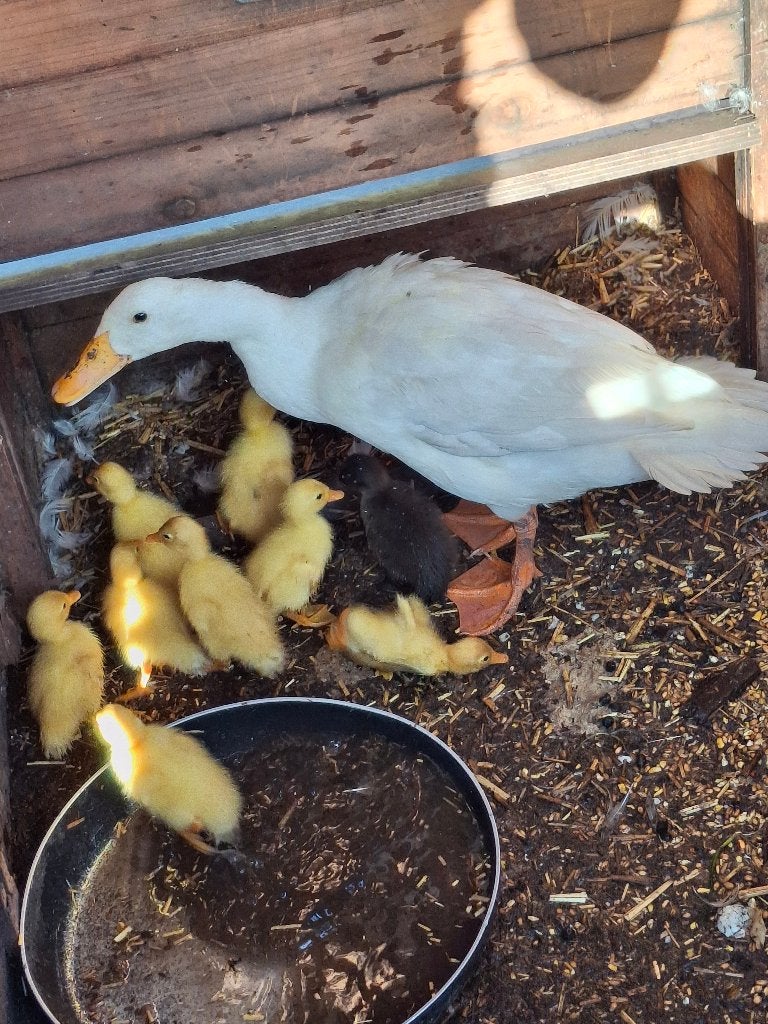 Loop eend met 9 kuikens, Eend