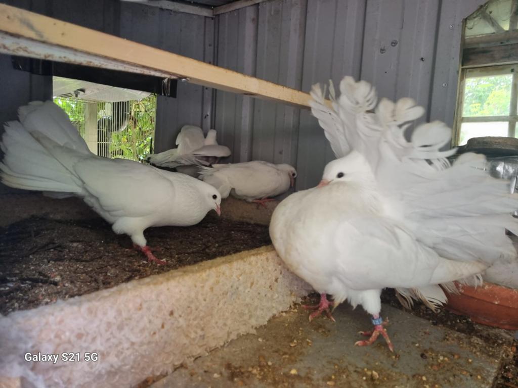 Magnifique queue paon fantail français de Rouen X fantail An, Plusieurs animaux, Autres espèces