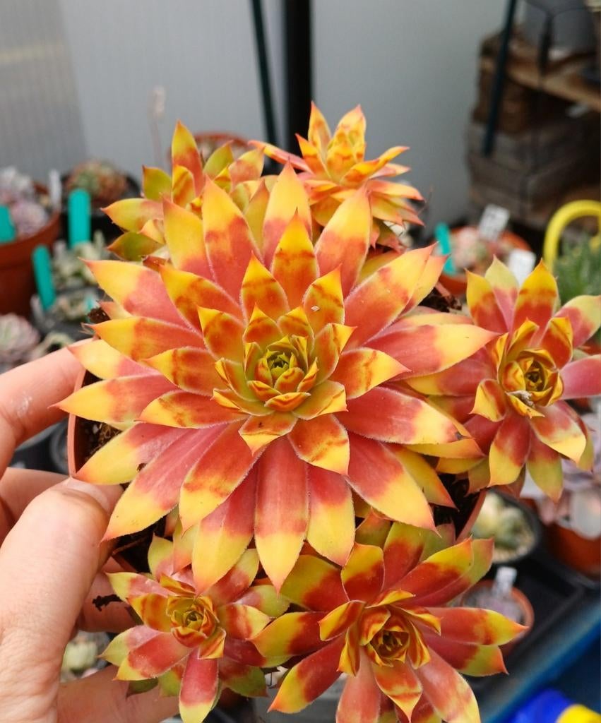 Sempervivum gold nugget-Wintervast, Ophalen of Verzenden, Zomer