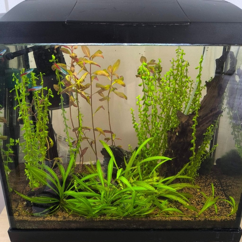 Aquarium + vissen (39liter), Dieren en Toebehoren, Ophalen, Superfish, Pomp, Gevuld zoetwateraquarium