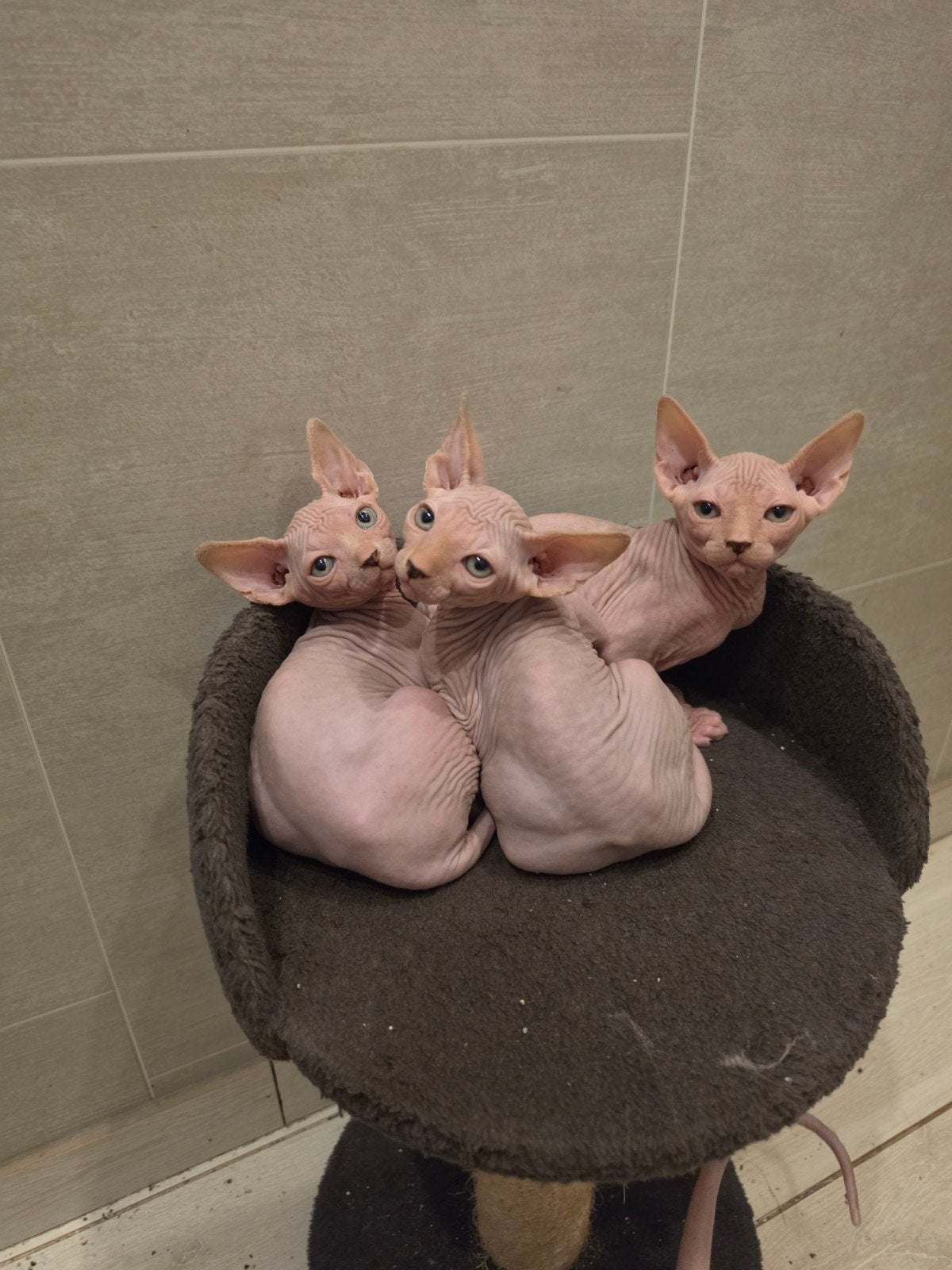 Chaton Sphynx, Chatte ou Chat, 0 à 2 ans