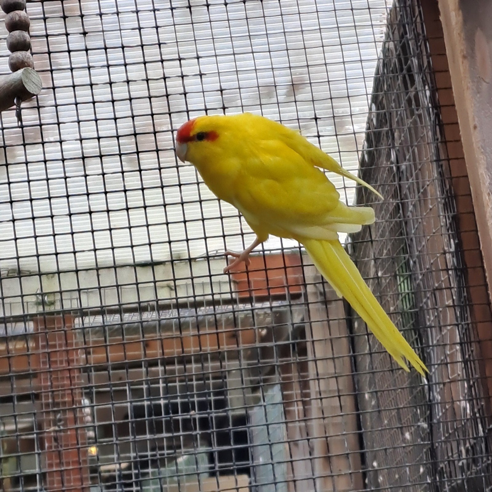 koppeltje kakariki, Plusieurs animaux, Perruche