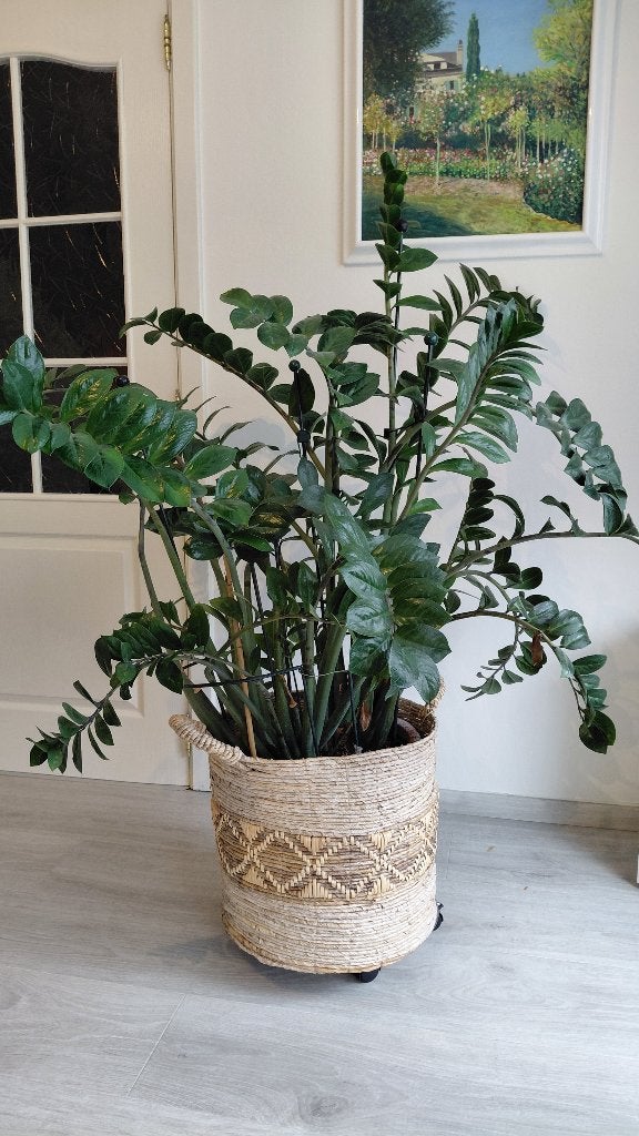 Zamioculcas zamiifolia, Ophalen