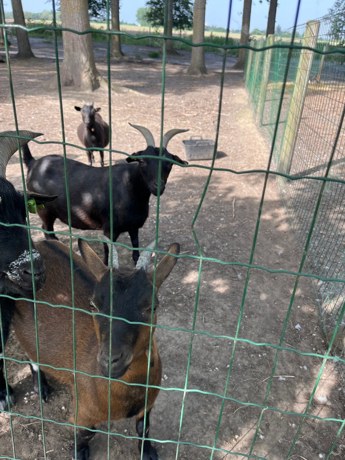 6 chèvres à vendre (2 adultes et 4 oursons), Chèvre