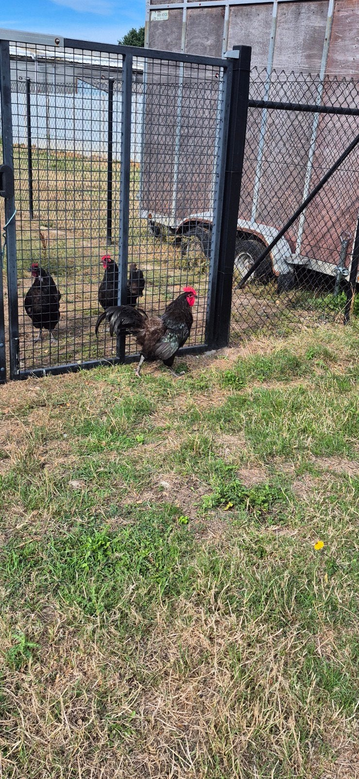 Haan Australorp, Dieren en Toebehoren