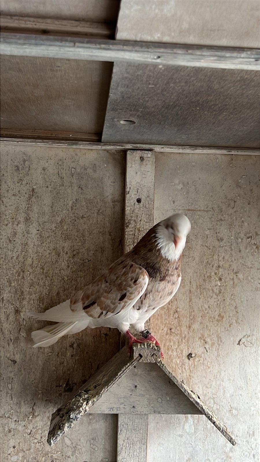 Iraanse Duiven, Dieren en Toebehoren, Vogels | Duiven