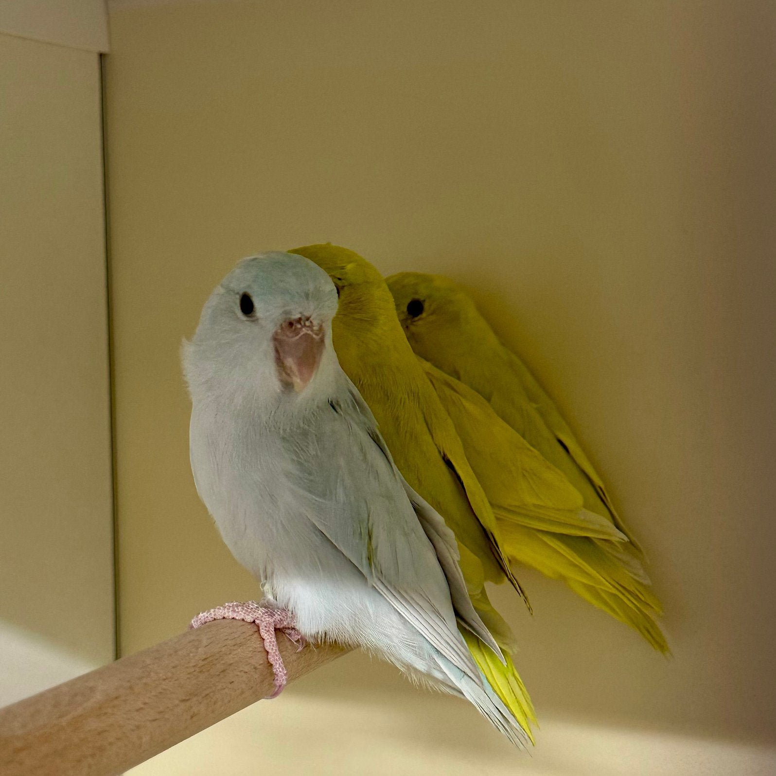 Forpus coelestis yellam, Dieren en Toebehoren, Meerdere dieren, Dwergpapegaai of Agapornis, Geringd