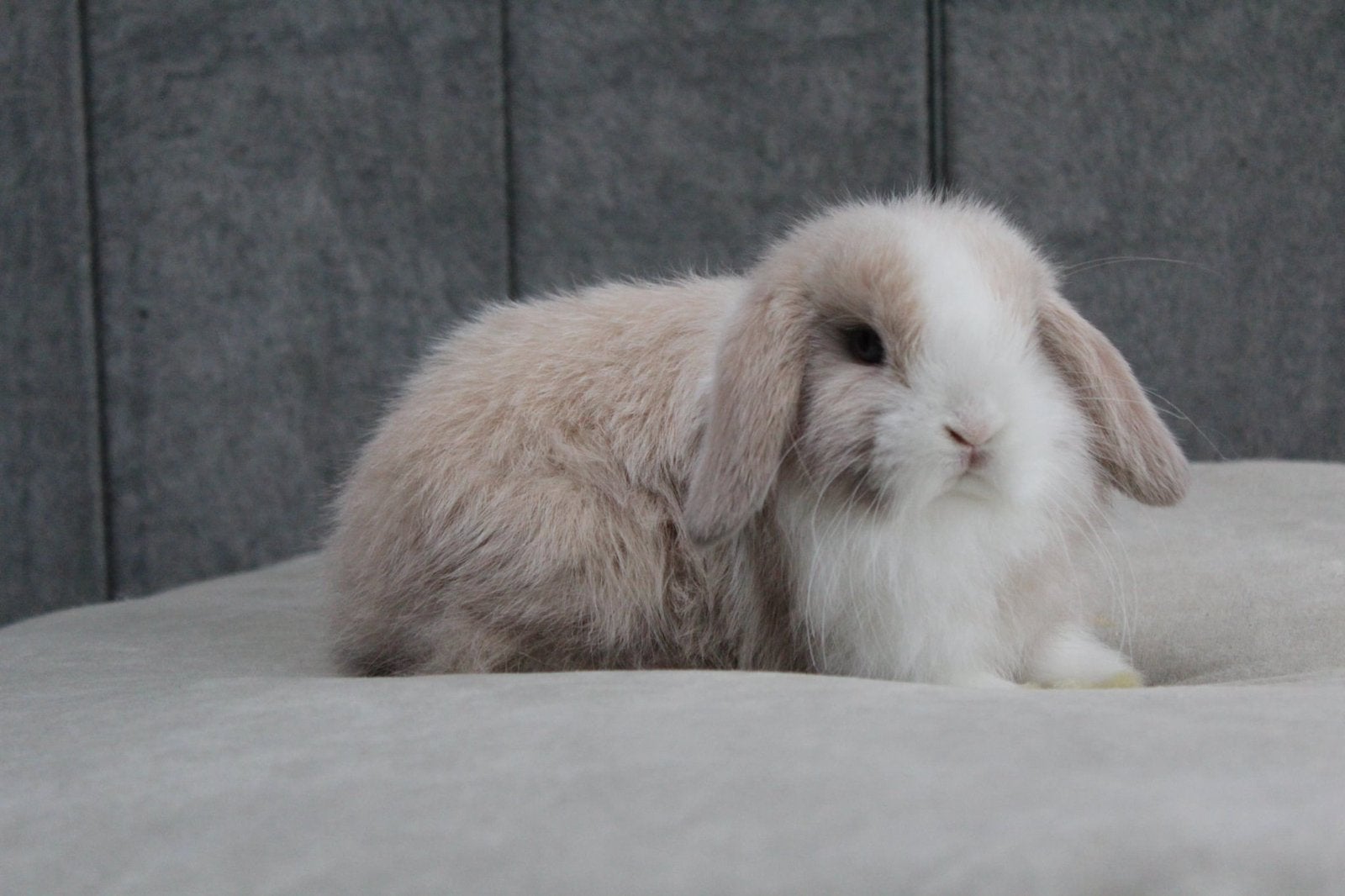 Raszuiver BO minilop ram, Mâle, Petit, Oreilles tombantes, 0 à 2 ans