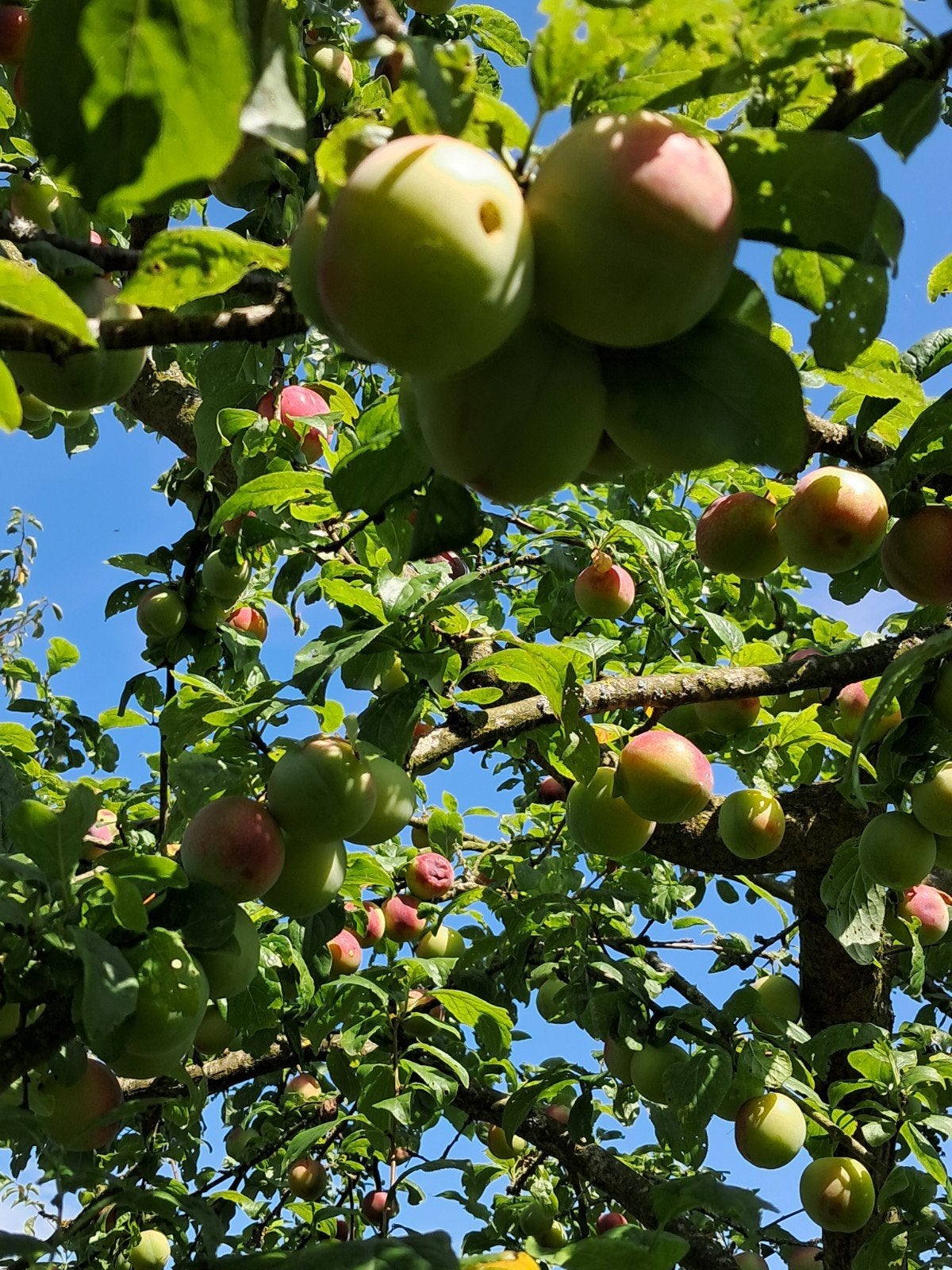 pruimen  3 eur kilo in houthalen, Tuin en Terras, Planten | Fruitbomen, Ophalen