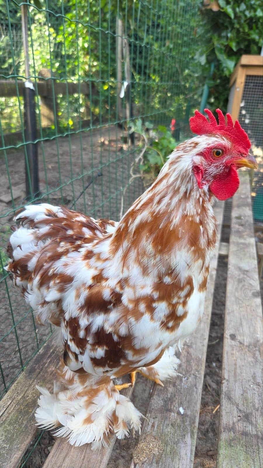 Rood Wit geparelde Cochin haan, Dieren en Toebehoren