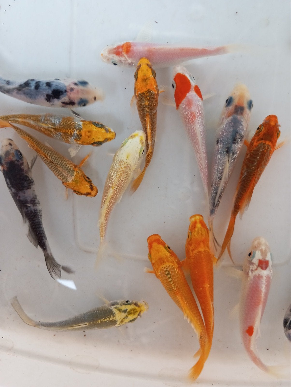Mooie koi s 8/10 cm ook vlinders koi, Vis
