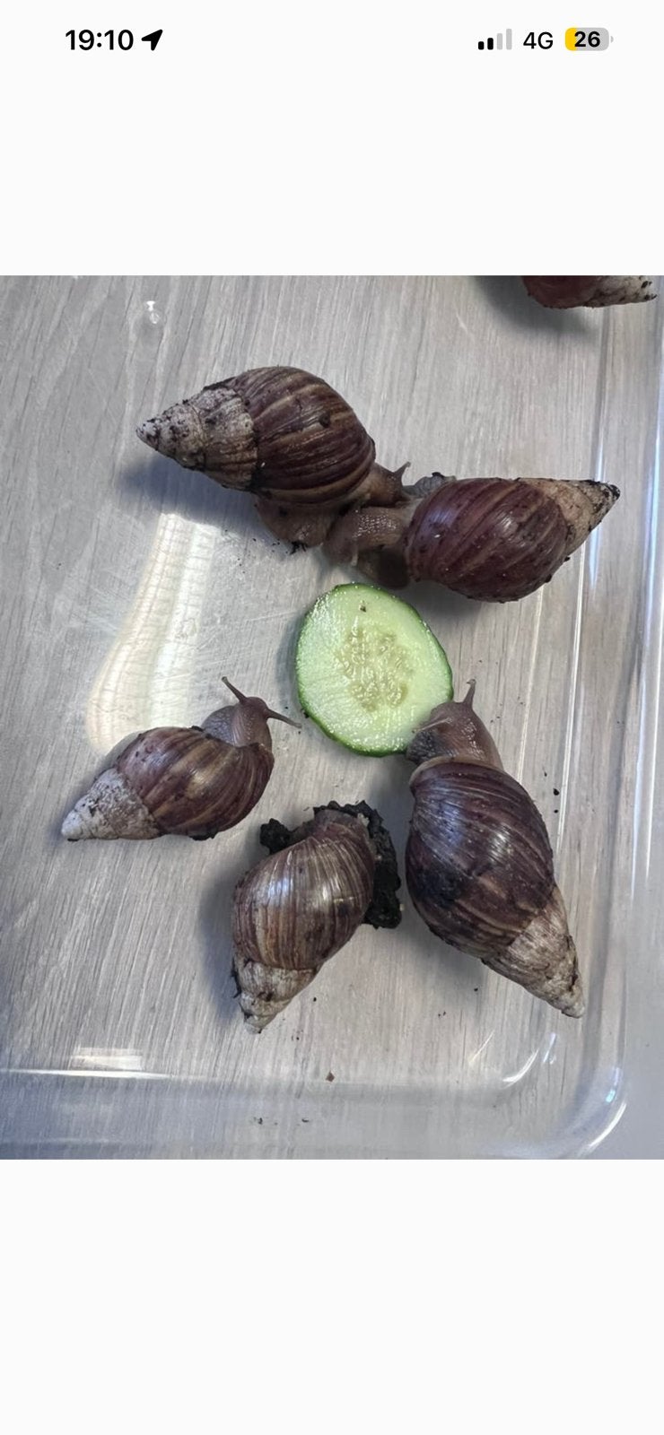 Escargots classiques en agate bébé, Autres espèces, Domestique, 0 à 2 ans