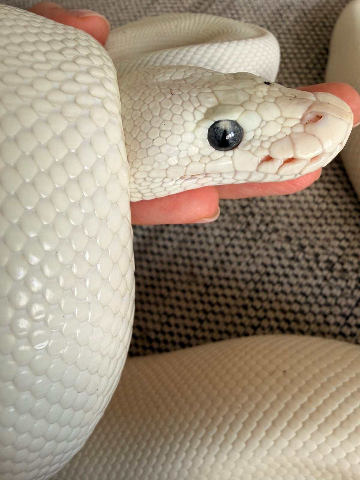 0.1 Blue Eyed Leucistic (BEL) ‘22, Dieren en Toebehoren, Reptielen en Amfibieën, Slang, Tam, 3 tot 6 jaar