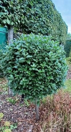 Viburnum Tinus op stam, Tuin en Terras, Vaste plant, Halfschaduw, Lente, Ophalen