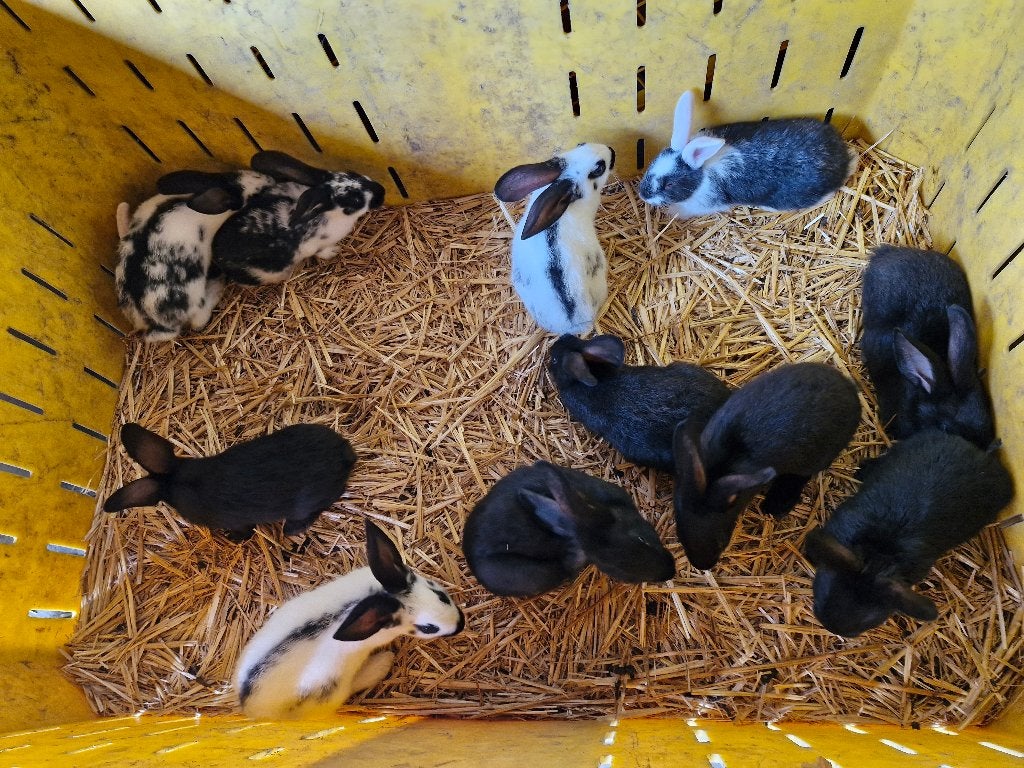 Mooeie nestje konijn, Sexe inconnu, Grand, 0 à 2 ans