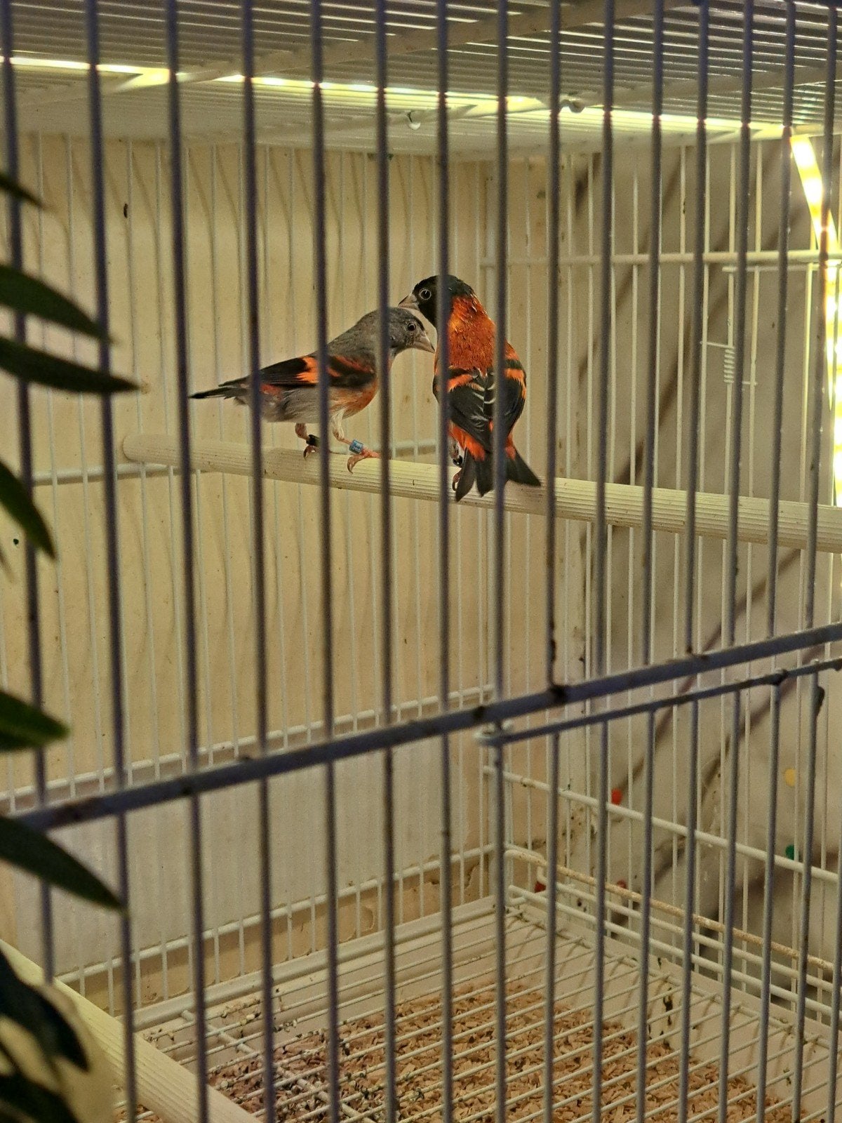 kapoetsasijze, Dieren en Toebehoren