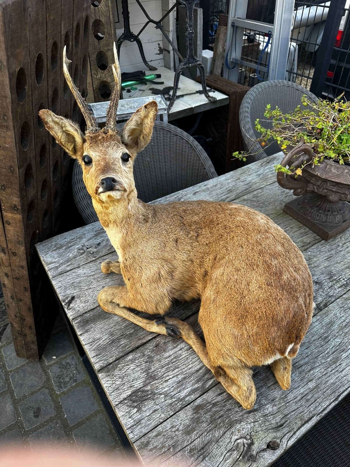 Taxidermie hert reebok opgezet, Enlèvement