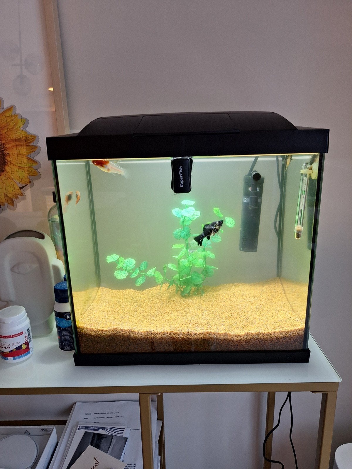 Aquarium met vier vissen te koop, Enlèvement, Superfish