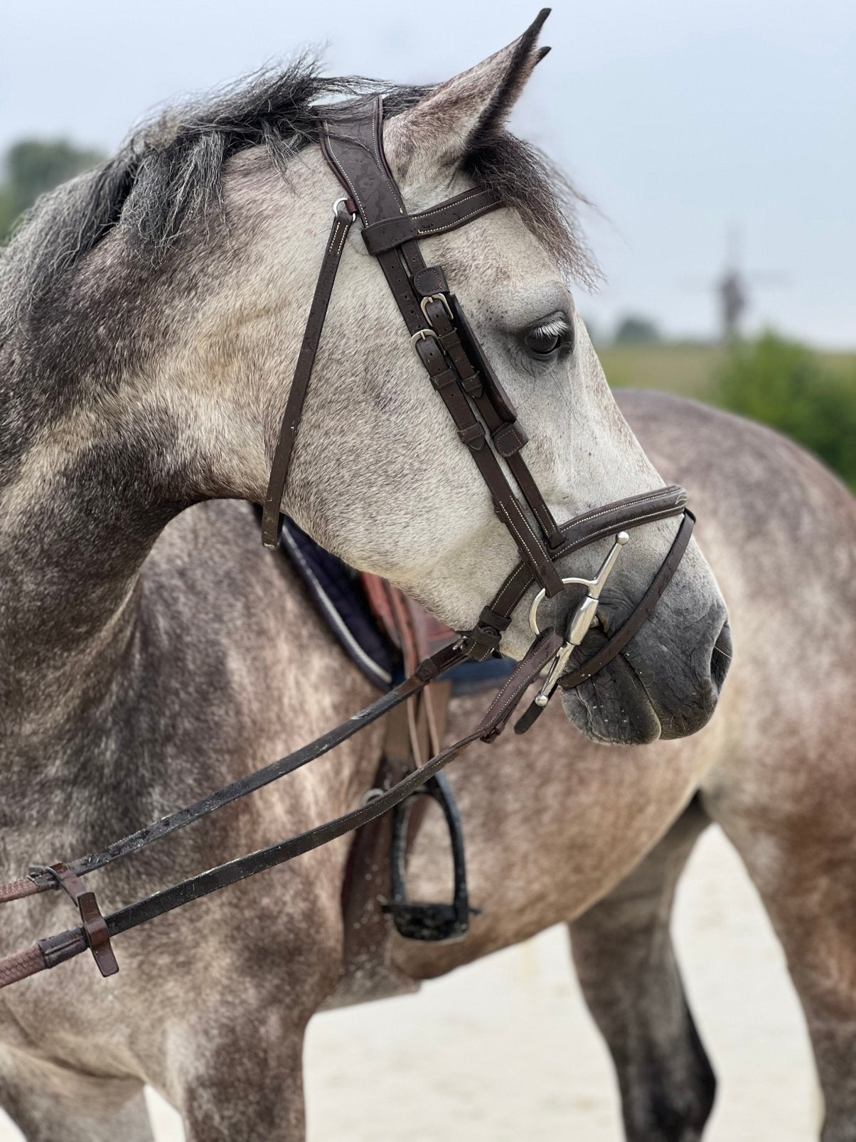 Jument par casall 8 ans, Animaux & Accessoires, Avec pedigree, 160 à 165 cm, Ne s'applique pas, Cheval de saut