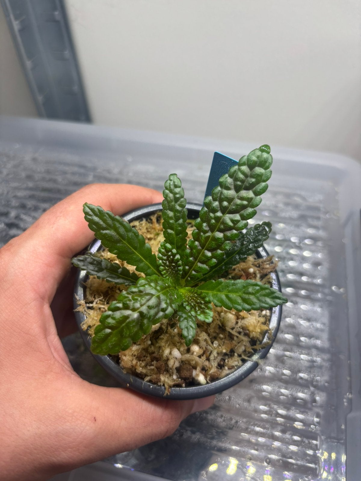 Nautilocalyx pemphidius, Ophalen of Verzenden, Nieuw, Tak, Plant, Rots of Steen