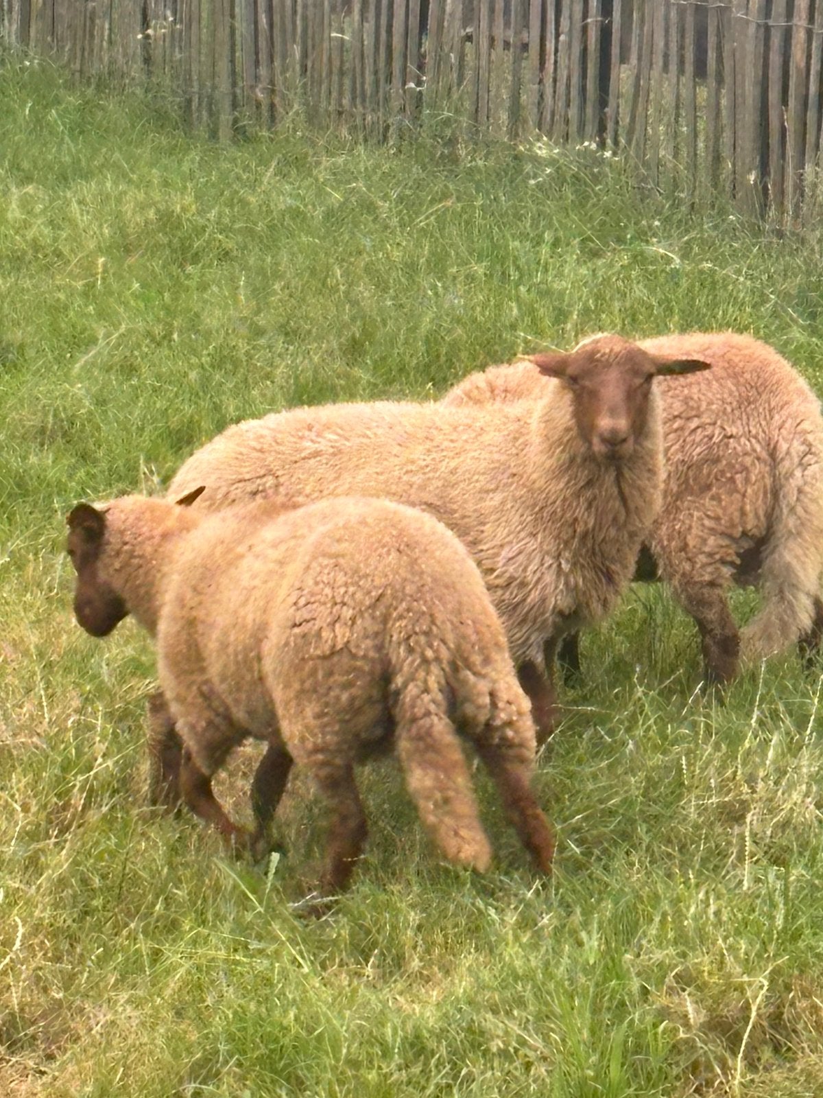 Ardense Voskop ram, Dieren en Toebehoren