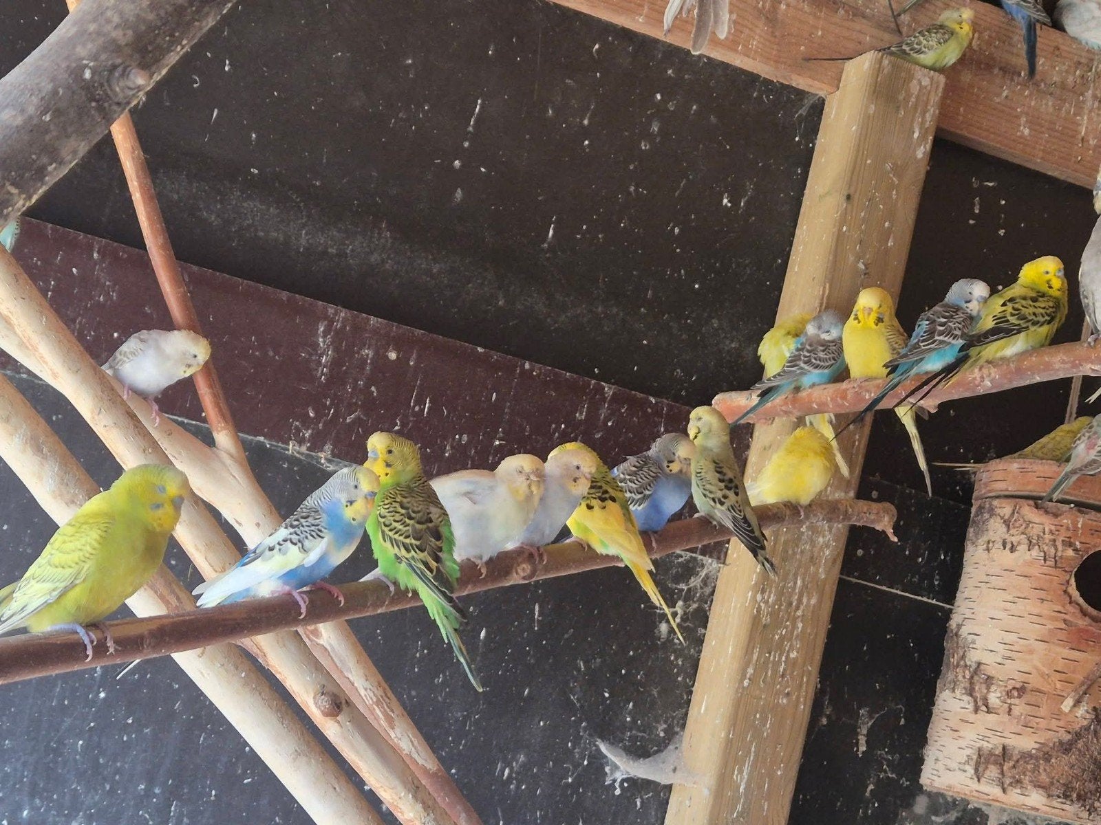 grasparkieten te koop, Dieren en Toebehoren, Vogels | Parkieten en Papegaaien