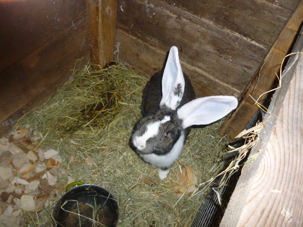 Duitse reus rammelaar, Mâle, Grand, 0 à 2 ans