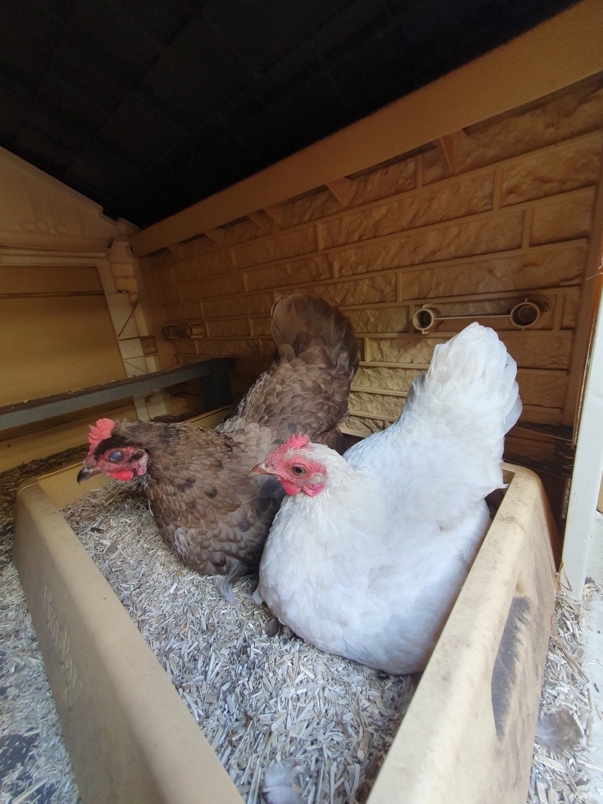 2 hennen, Dieren en Toebehoren, Pluimvee, Vrouwelijk