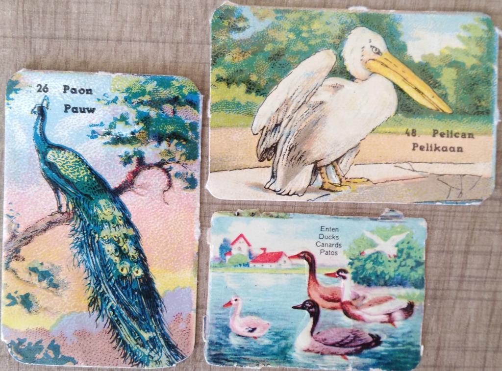 3 oude prentjes van vogels, Verzamelen, Ophalen of Verzenden, Gebruikt, Dier, Prent