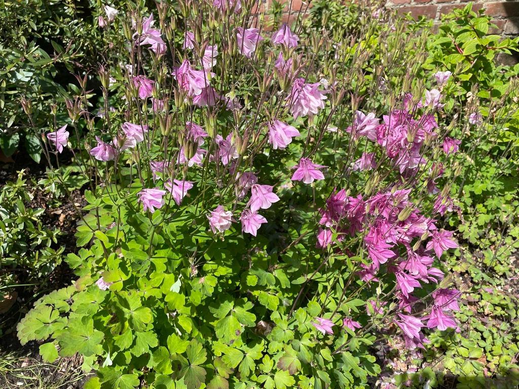 plant d'ancolies rose ou pourpre, Jardin & Terrasse, Enlèvement, Été, Autres espèces, Plein soleil