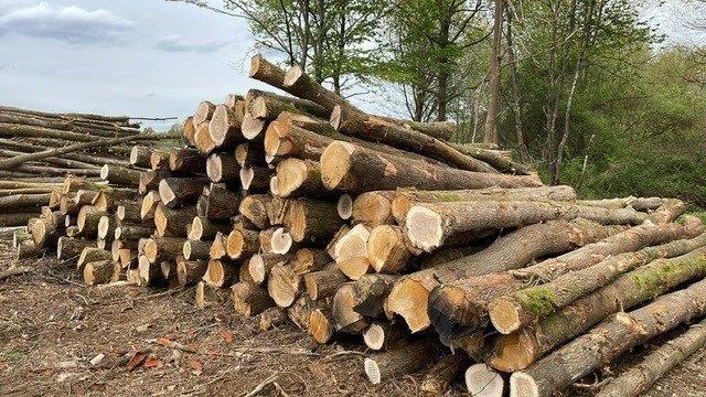 Eik op stam voor brandhout, Tuin en Terras, Brandhout, Verzenden, Eikenhout, Stammen