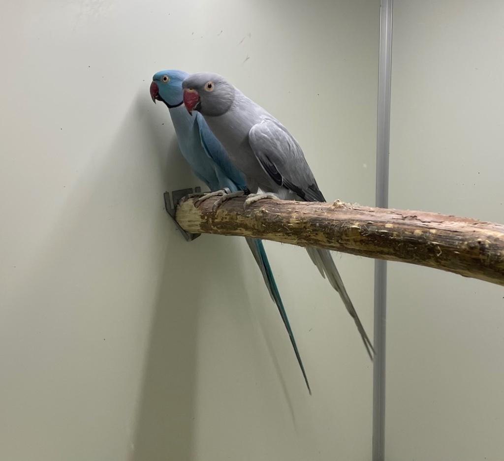 Opaline bont halsband parkiet 23, Femelle, Perruche, Bagué