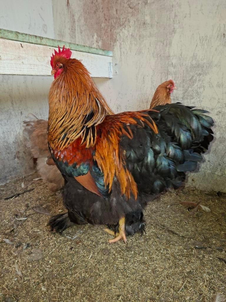 Broedeieren cochin groothoender, Dieren en Toebehoren