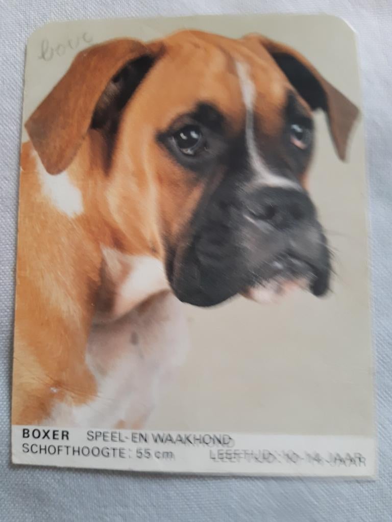 Kaart van hond(Boxer), Verzenden, Zo goed als nieuw, Hond of Kat