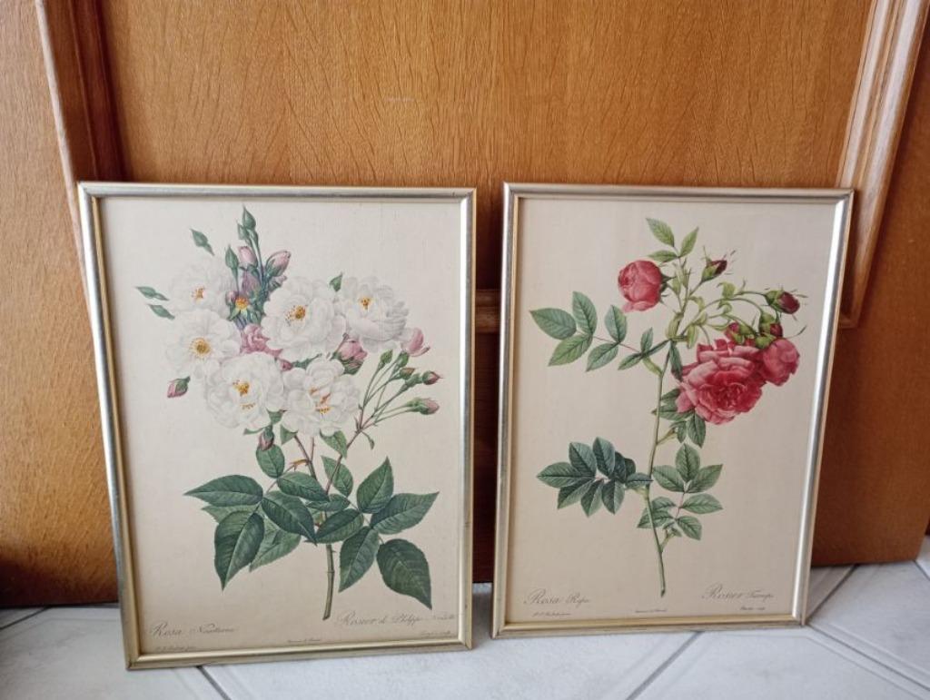 Lithographie de roses par P.J. Redouté - 3 tirages, Enlèvement, Utilisé