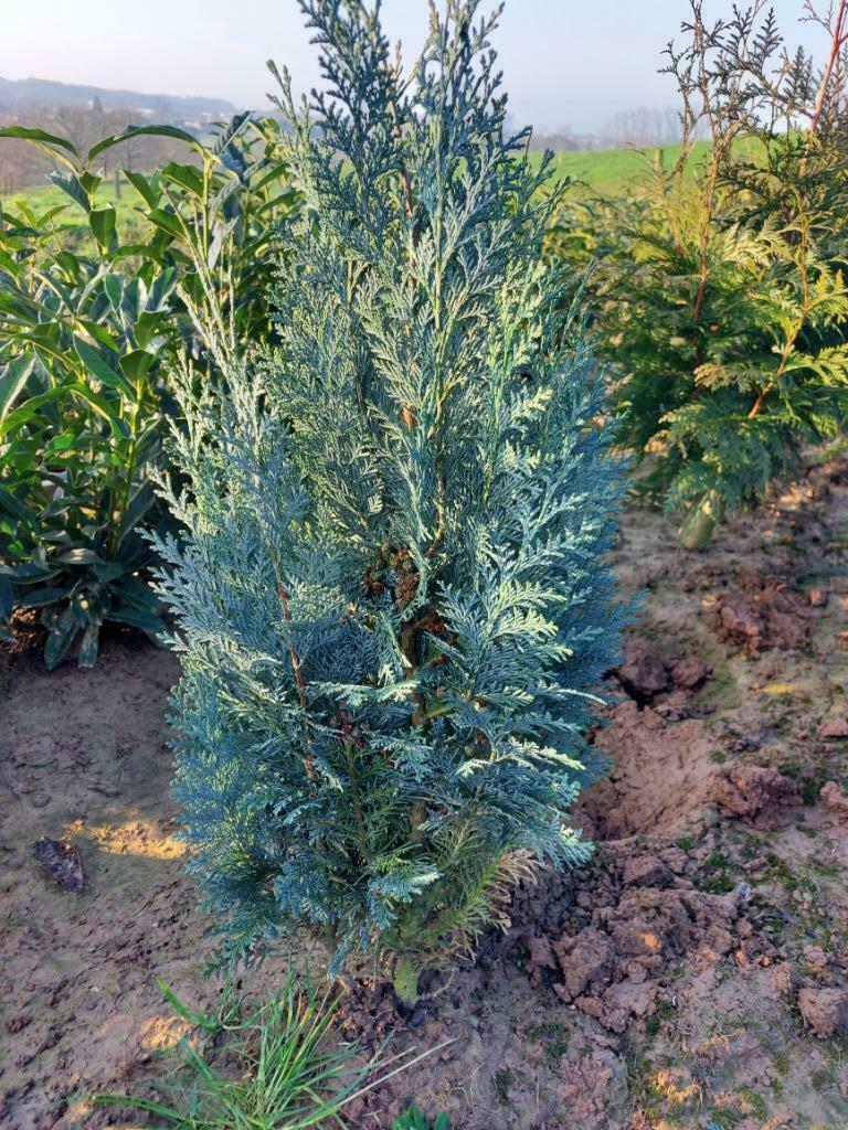 Conifeer/ Spar: Blauwe cipres 'Columnaris', Tuin en Terras, Planten | Struiken en Hagen, Haag, Conifeer, 100 tot 250 cm, Ophalen