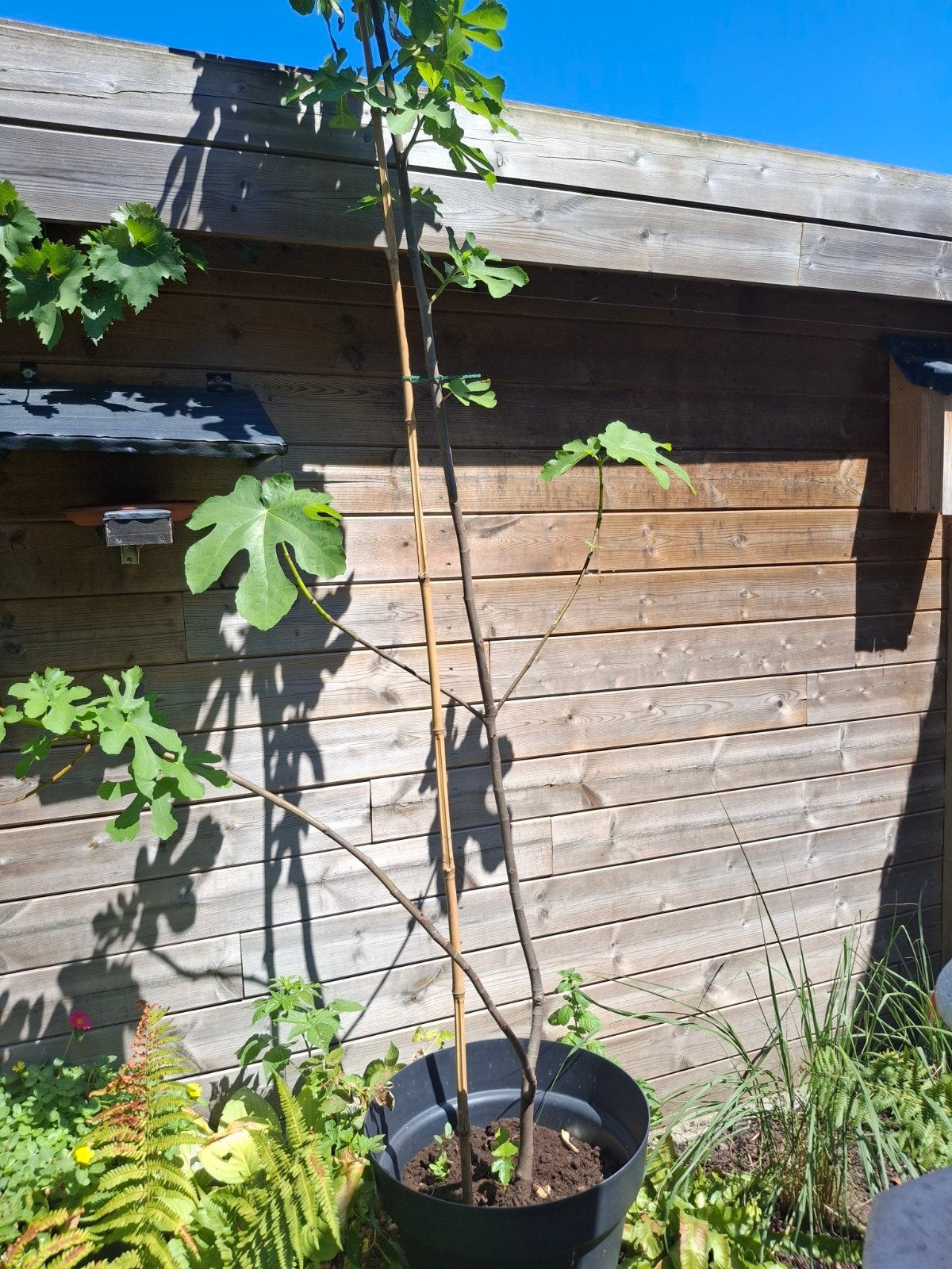 Vijgenboom 2mtr., Ophalen, In pot, Vijgenboom
