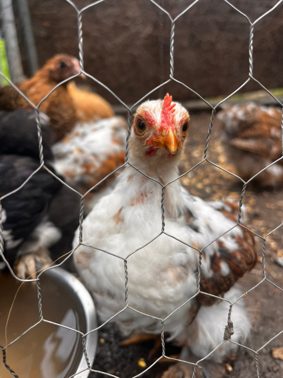 Coshin kriel haantjes, Dieren en Toebehoren
