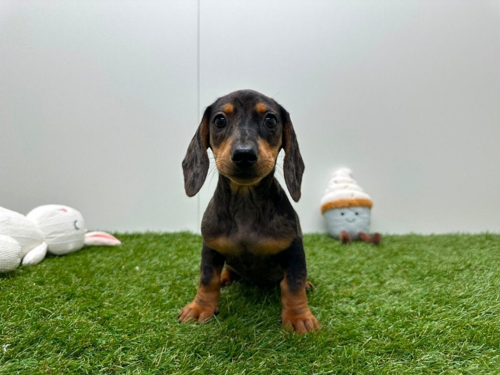Gladharige Dwergteckel pups, België, 8 tot 15 weken, Korthaar, Dwerg