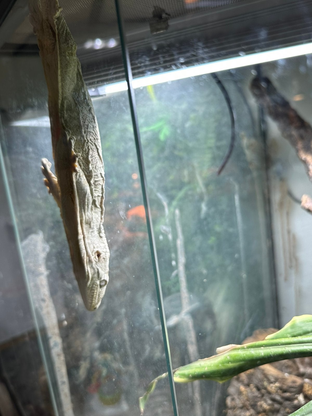 Een vrouwelijke reuzengekko