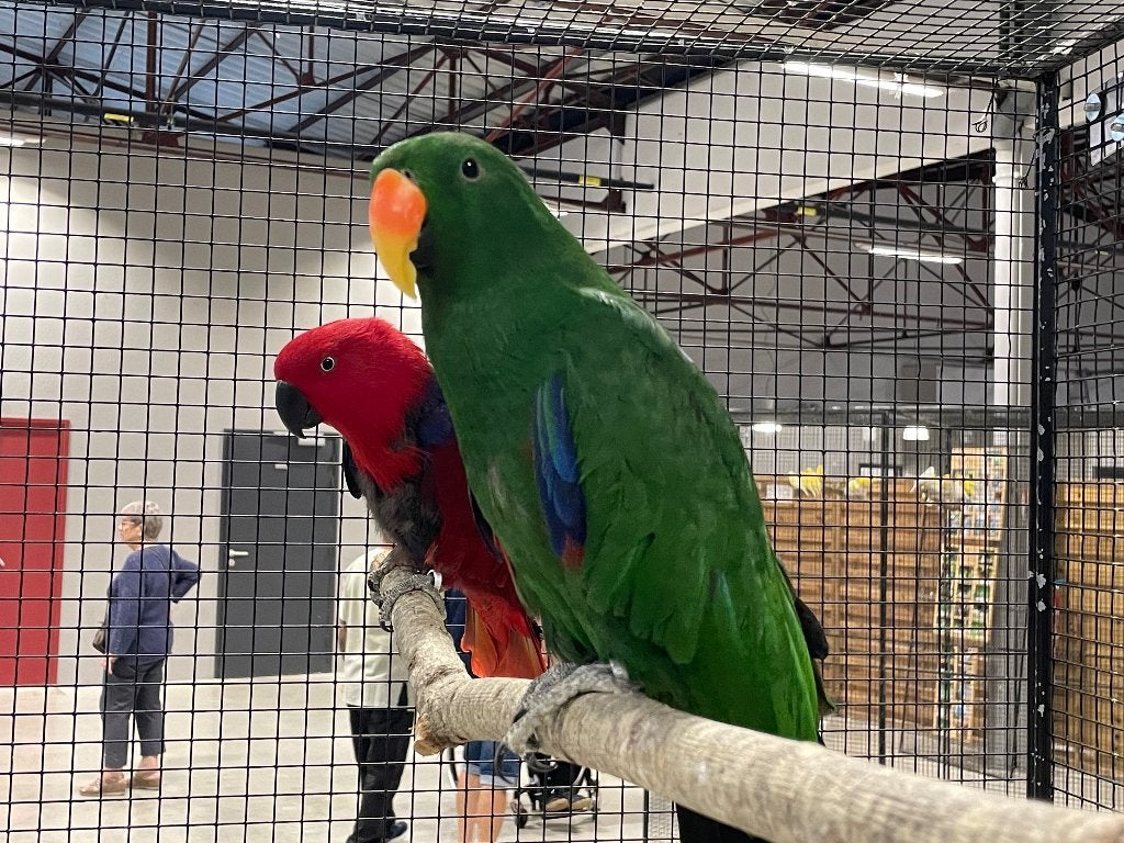 Couple Eclectus Roratus, Mâle, Perroquet, Bagué
