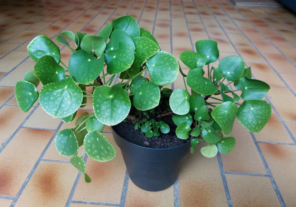 Dubbele pannenkoekenplant, Huis en Inrichting, Kamerplanten, Ophalen, In pot
