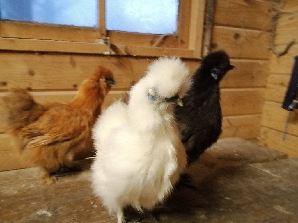 zijdhoentjes, Dieren en Toebehoren
