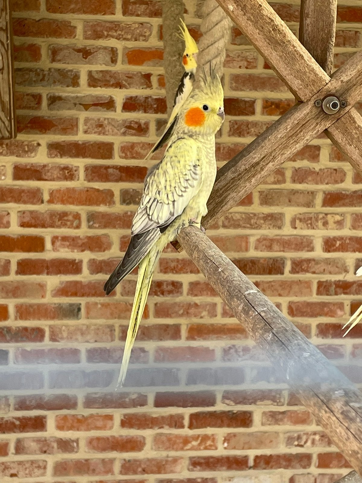 jonge opaline uit topbloedlijnen, Vrouwelijk, Parkiet, Geringd