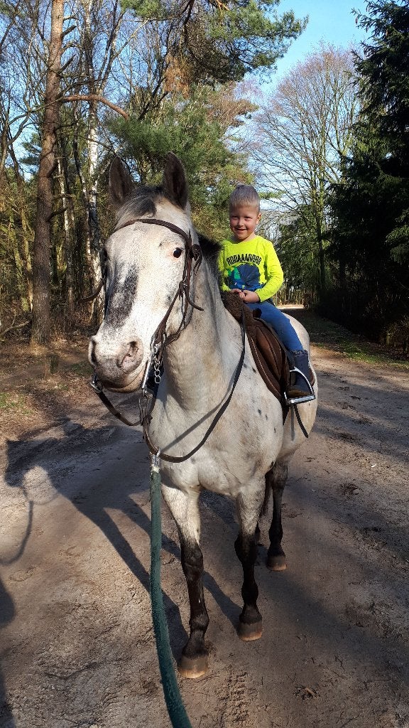 GEZOCHT: Betrouwbare Appaloosa, quarter of pinto horse, Jument, Débourré, Moins de 160 cm, Cheval western