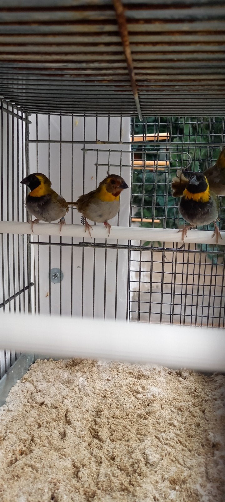 Kleine cubavinken, Dieren en Toebehoren