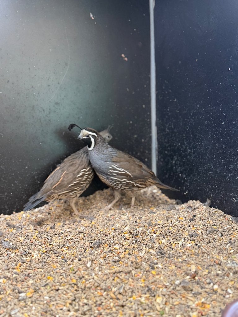 Californische kuifkwartels, Dieren en Toebehoren, Meerdere dieren, Overige soorten