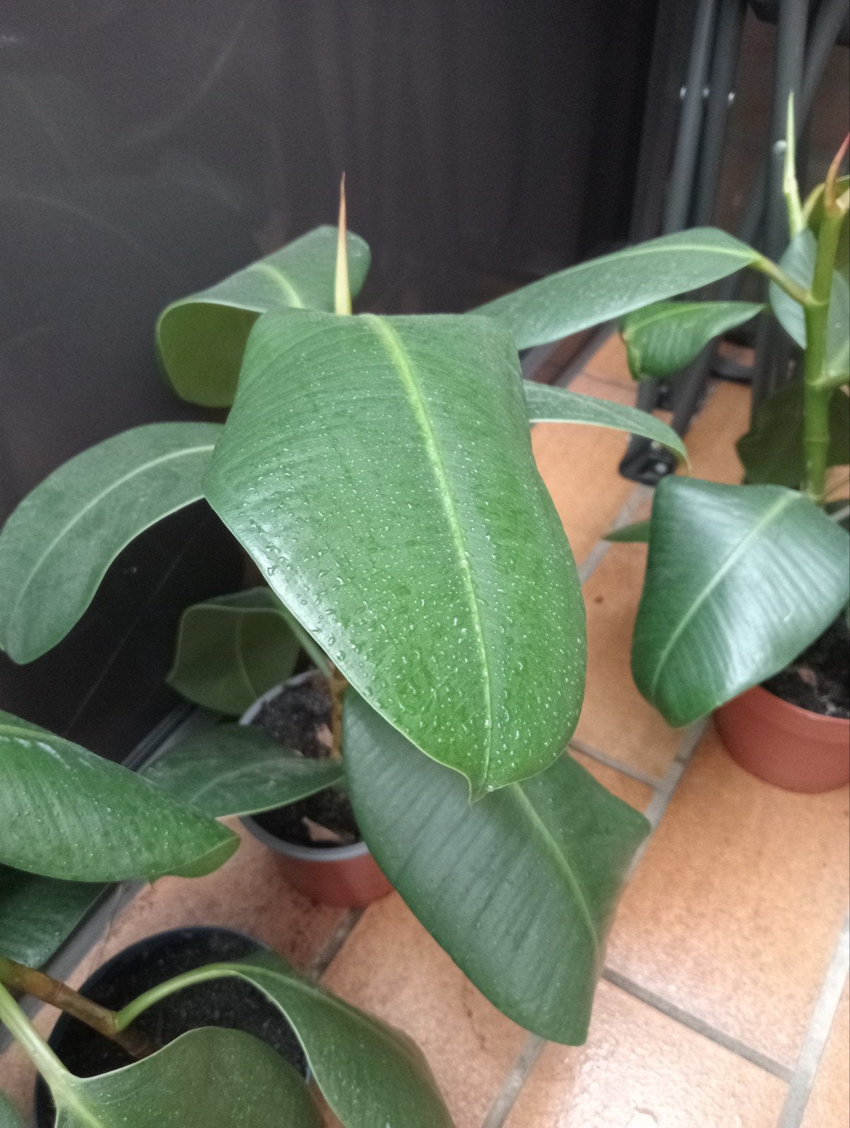 Stekken van Ficus Elastica en Chlorophytum, Enlèvement, Ficus