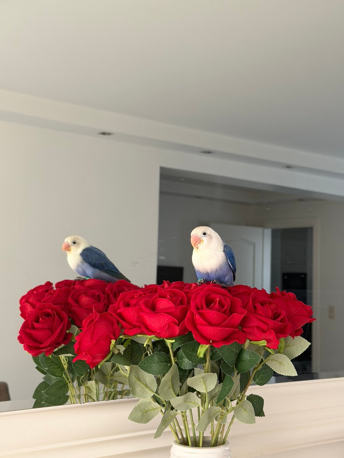 Handtamme dwergpapegaaitje zoekt nieuwe baas met kooi, Dieren en Toebehoren, Geslacht onbekend, Dwergpapegaai of Agapornis, Tam