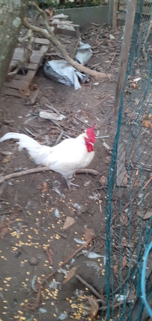 BRESSE HANEN, Dieren en Toebehoren, Mannelijk, Kip